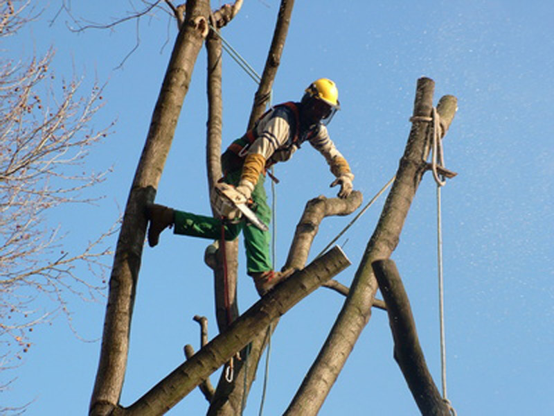 Demandes d’abattage d’arbres